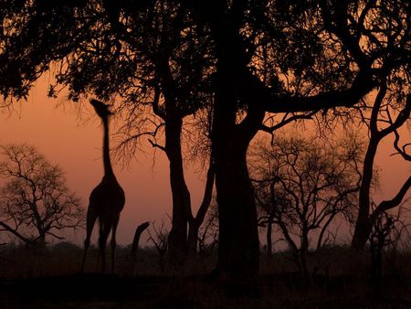 giraffe silhouette - silhouette, sunset, zambia, giraffe