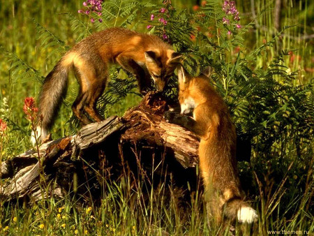 good company - company, nature, animals, fox