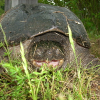 Snappa Great Swamp