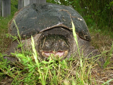 Snappa Great Swamp - great swamp, angry, turtle, snapping