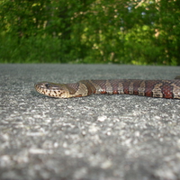 Snake at Great Swamp, R.I.