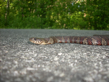 Snake at Great Swamp, R.I. - miscelaneous, reptiles, stripes, snake