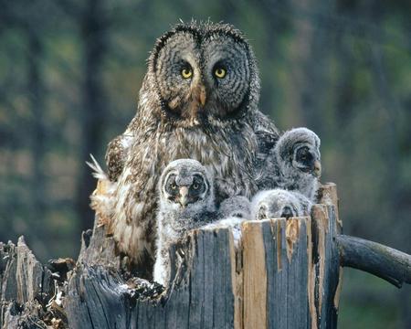 With Mommy - owls, birds, animals, family