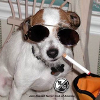 A Cool Jack Russell Terrier Puppy
