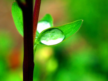 Green drop - nature, amazing, landscape, beautiful, drop, green