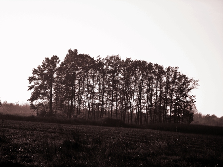 forest on the field - trees, filed, grass, simple, forest, sky