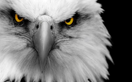 BEST OF THE BEST - wow, gorgeous, eagle, eyes, crazy stuff