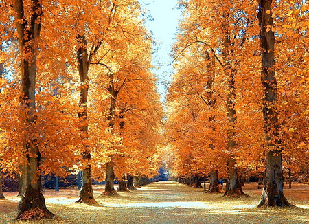 Standing tall - autumn, orange and gold, rows, tree, walkway, tall