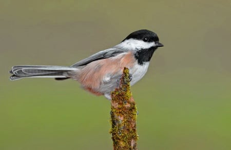 My little chicadee - white, tan, black, bird, chickadee