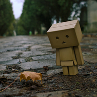 danbo