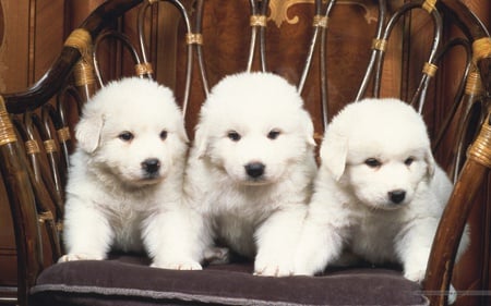 Three's A Family - furry, three, cute, eyes, chair, rattan, noses, white, puppies, fluffy