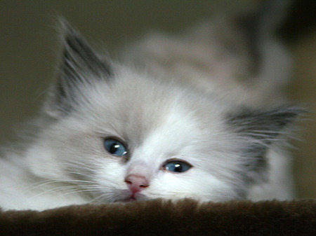 Kitten - hugable, fluffy, lazy, eyes, staring, furry, colours, tired, blue, sweet, cute