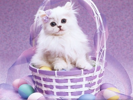 easter cat