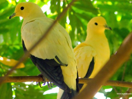 Download High Quality Wallpapers - tow birds, yellow, black, nice birds