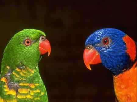 Beautiful parrots - bird, black, parrot, colorful