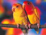 Parrots