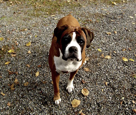 Belle - stones, cute, belle, dog