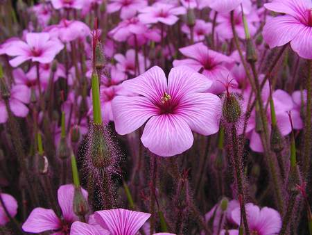 Field of pink - pink, green leaves, field, flowers, spring