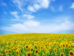 Sunflower field