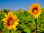 Sunflowers