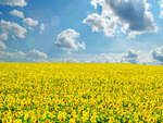 Sunflower field