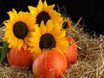 Sunflowers and fruits