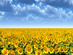 Sunflower field