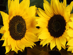 Big sunflowers