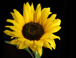 Pretty sunflower