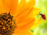 Ladybug on sunflower