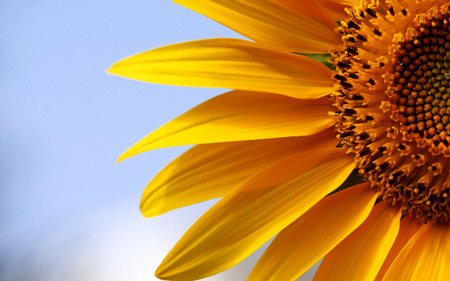 Big yellow sunflower - sunflower, nature, yellow, flower