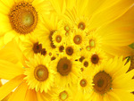 Yellow sunflowers