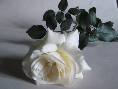 Rose - white, white rose, rose, pure, flower