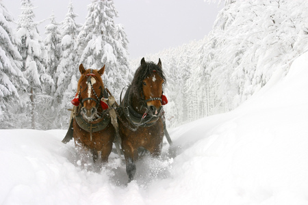 winter - brown, snow, pair, forest, photo, nice, sleigh, trees, winter, beautiful, photography, cool, horse, frozen, white, season, horses, animals