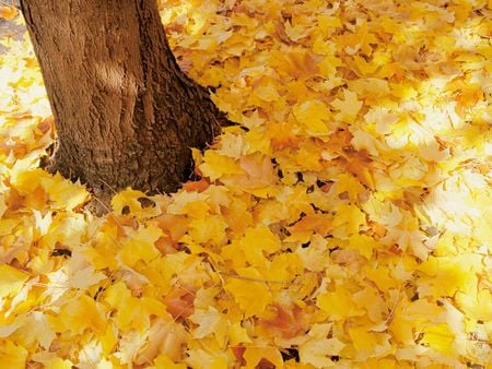 autumn leaves - leaves, tree, autumn, yellow