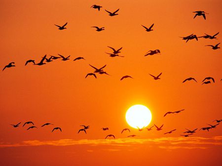 orange birds - orange, ducks, sunset, birds