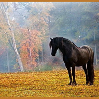 Lone stallion