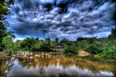 Flamingo bay - trees, birds, blue, hot, hdr, lake, sky