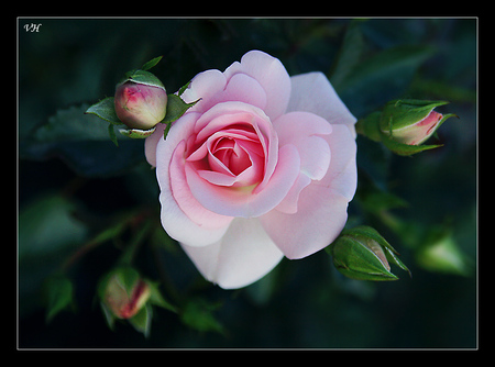 Pink Rose for Ahava - beautiful, art photo, garden rose, pink, closeup