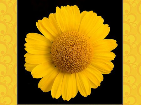 Yellow sunflower - sunflower, nature, yellow, flower