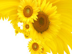 Sunflowers on white background