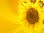 Yellow sunflower on yellow background