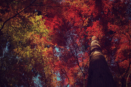 Fall Forest - fall, forests, nature, beautiful, colors