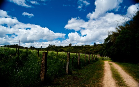 Blue Vinyard - fields, sky, fence, dirt, posts, road, nature, rural, blue, beautiful, clouds