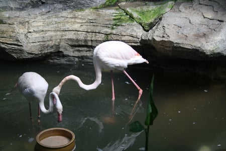 Magestic Cranes - cranes, magetically, fishing, ponds