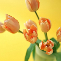 orange tulips