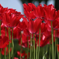 red tulips