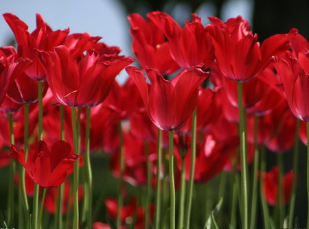 red tulips - radiant, nice, field, red tulips