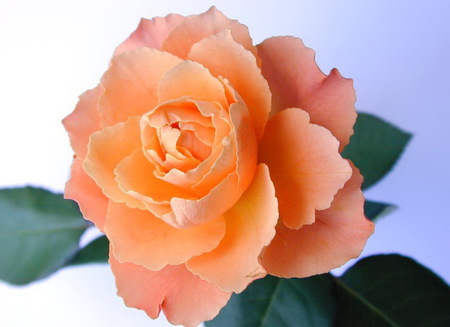 Splendid Rose - splendid, nature, rose, gift, orange