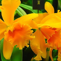 Rare yellow orchids